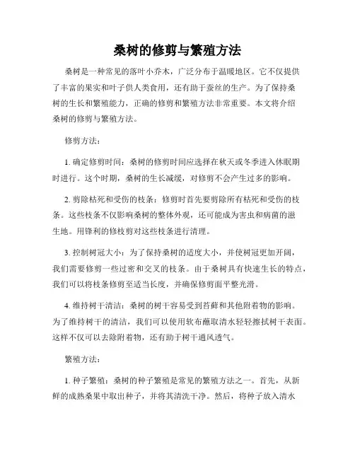 桑树的修剪与繁殖方法