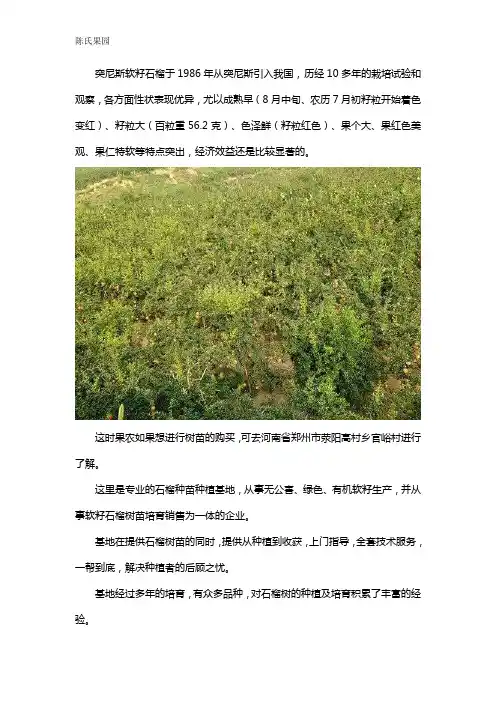 突尼斯软籽石榴树苗哪里有卖
