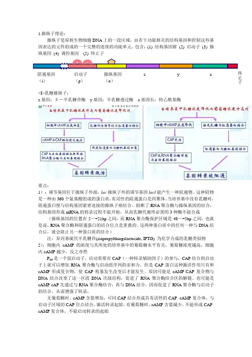 操纵子相关知识,分子生物学必考内容