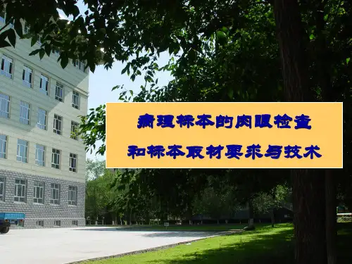 病理标本的肉眼检查和标本取材技术