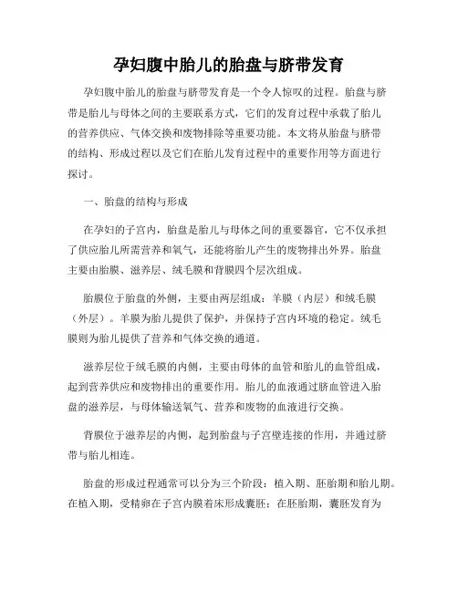 孕妇腹中胎儿的胎盘与脐带发育