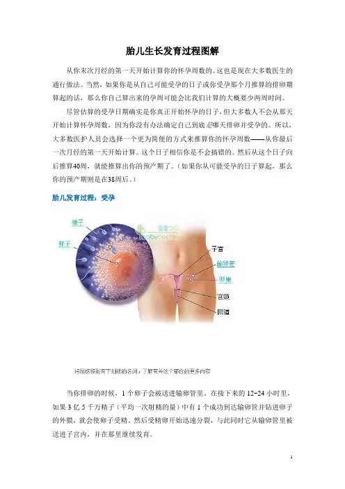 胎儿生长发育过程图解