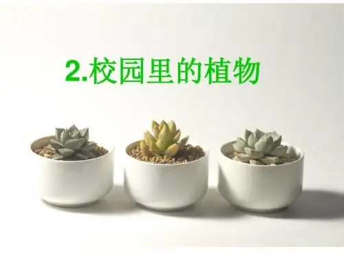 校园里的植物