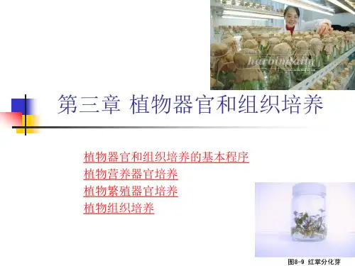 植物组织培养第三章 植物器官和组织培养