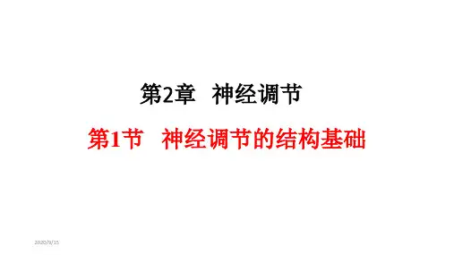 2.1 神经调节的结构基础 课件 【新教材】人教版(2019)高中生物选择性必修1(共18张PPT)
