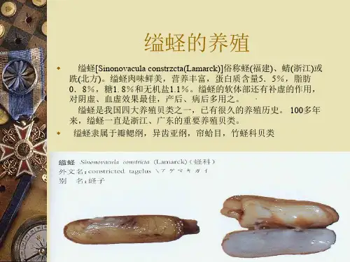 缢蛏养殖技术-第一节缢蛏的生物学