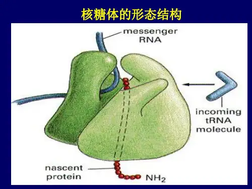 细胞学核糖体和核酶