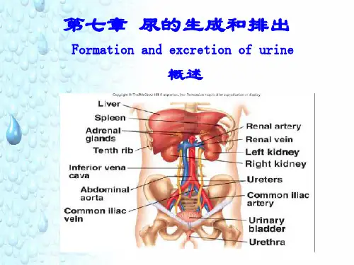 尿的生成和排出