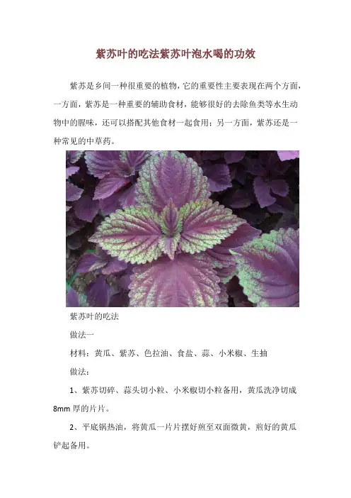 紫苏叶的吃法 紫苏叶泡水喝的功效