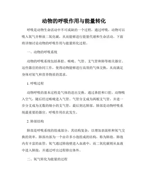 动物的呼吸作用与能量转化