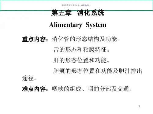 系统解剖学内脏学