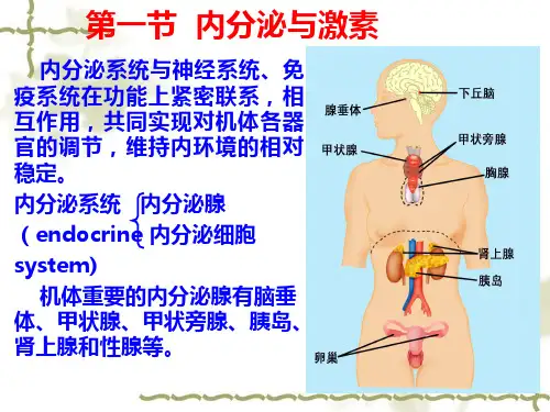 内分泌本科PPT课件