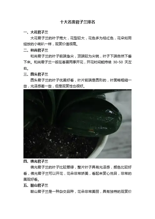 十大名贵君子兰排名