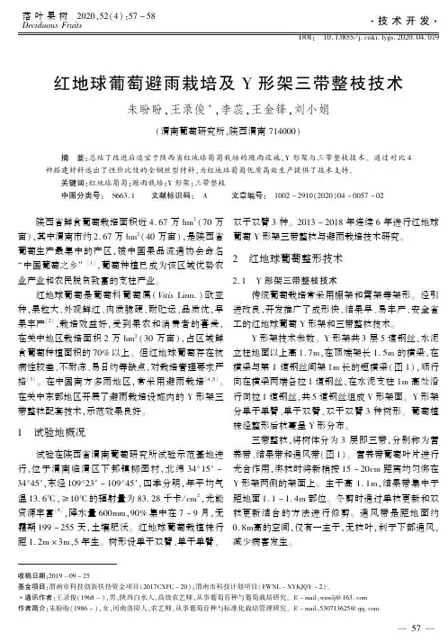 红地球葡萄避雨栽培及Y形架三带整枝技术