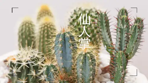 《仙人掌》—美术课件