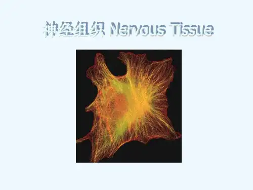 组织学与胚胎学神经组织课件