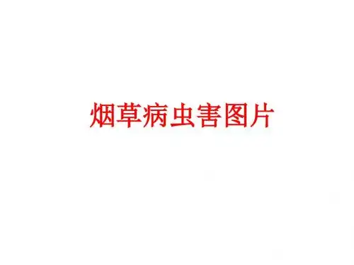 烟草病虫害图片