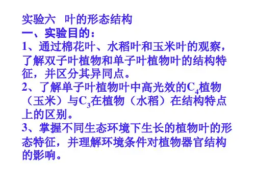 实验六 叶的形态结构 一、实验目的： 1、通过棉花叶、水 …