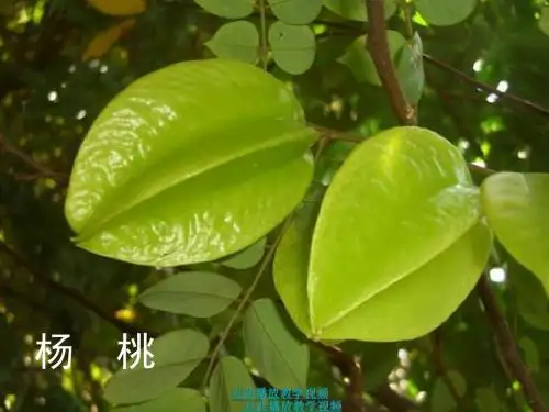 11画杨桃