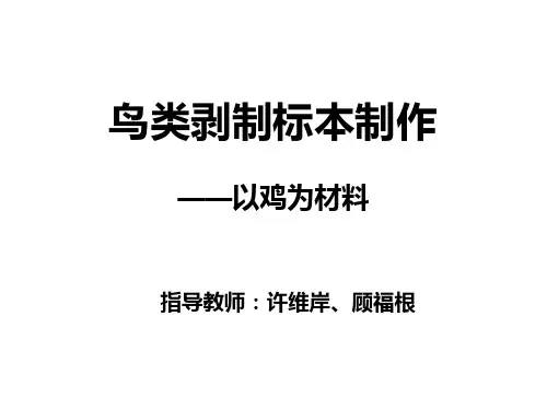 实验1、鸟类剥制标本制作