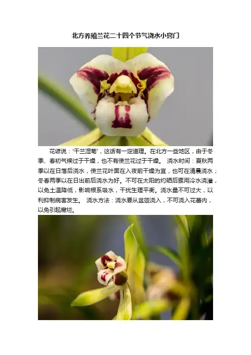 北方养殖兰花二十四个节气浇水小窍门