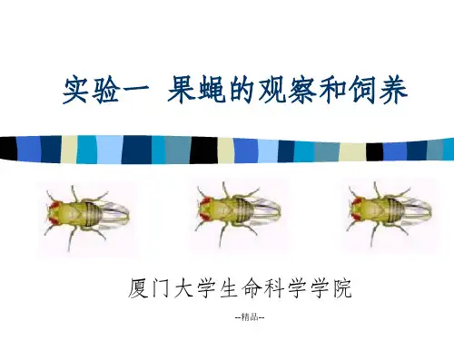 实验一  果蝇的观察和饲养