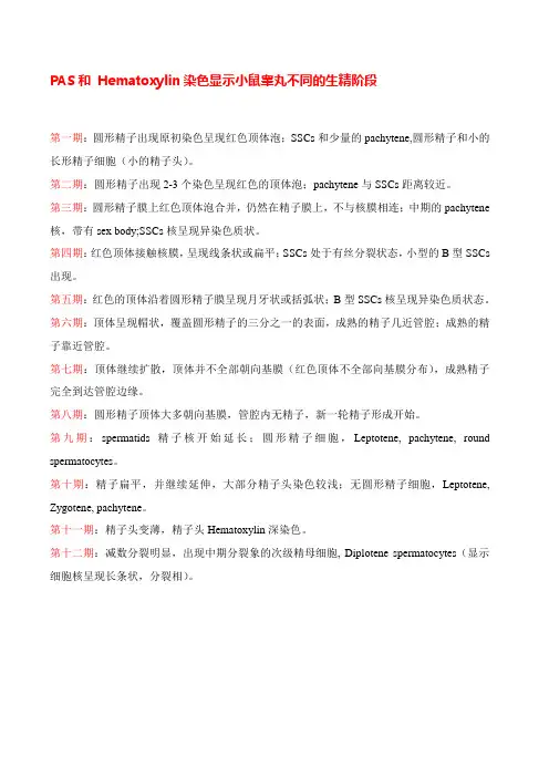 小鼠睾丸不同的生精阶段