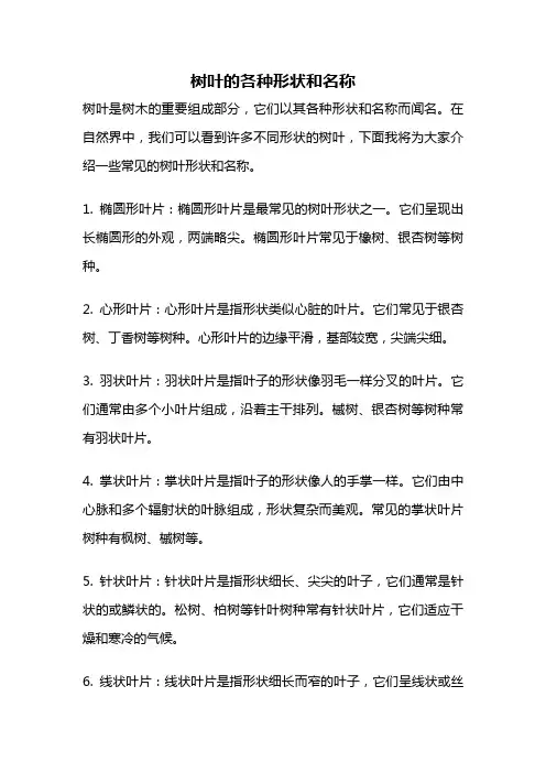 树叶的各种形状和名称