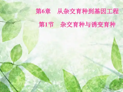 高中生物 第六章 从杂交育种到基因工程 第1节 杂交育种与诱变育种优质课件 新人教版必修2