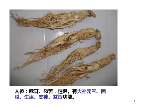 唇形科、茄科PPT课件