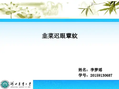 韭菜迟眼蕈蚊综述