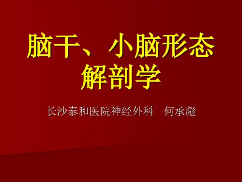 脑干、小脑形态解剖学
