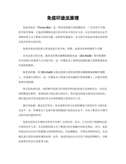 免疫印迹法原理