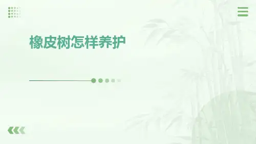 橡皮树怎样养护