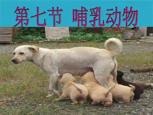 《哺乳动物》课件(共26张PPT)