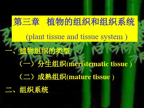 【2024版】植物组织组织系统09