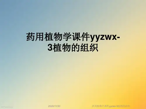 药用植物学课件yyzwx-3植物的组织