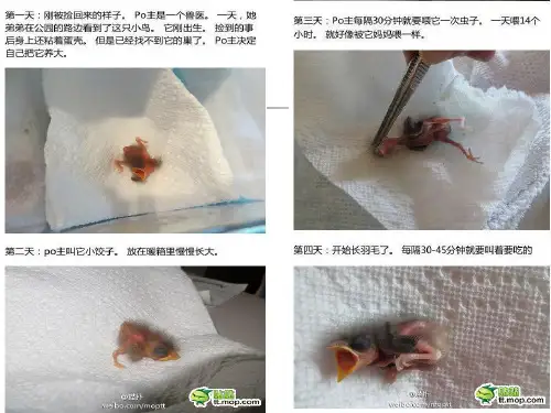 《鸟》专题 苏教版 优秀课件