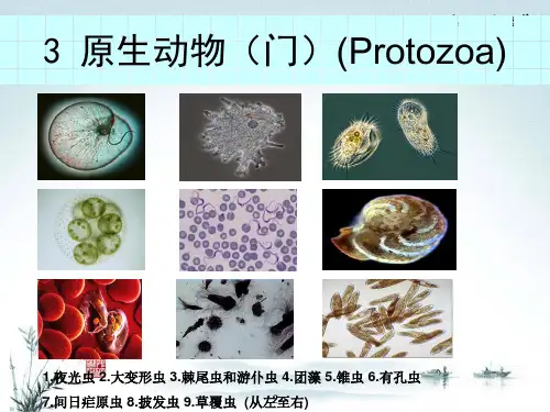 原生动物门专题知识讲座
