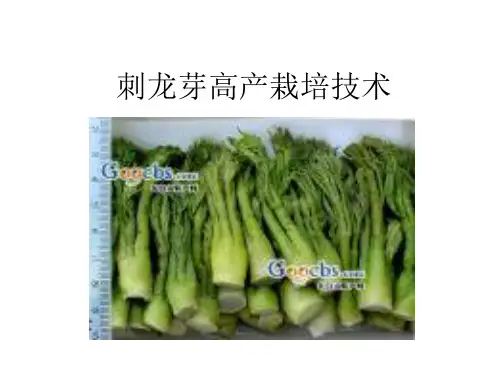 刺龙芽高产栽培技