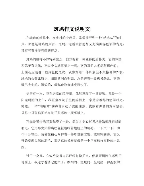 斑鸠作文说明文