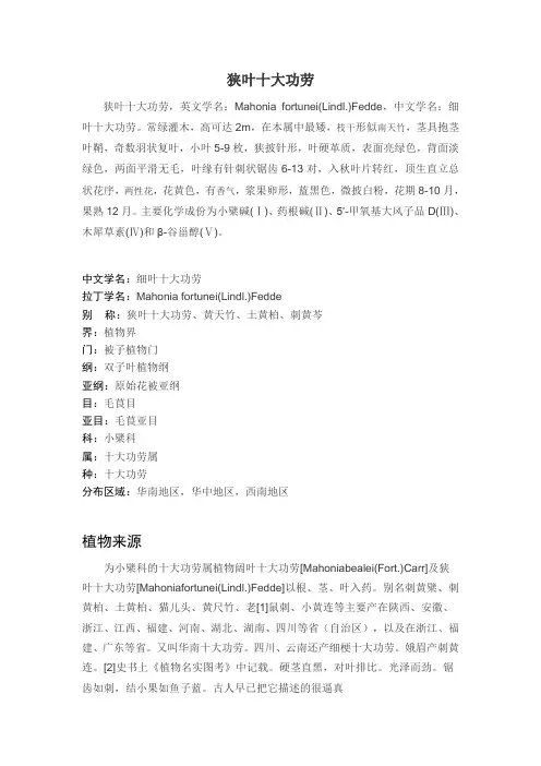 狭叶十大功劳
