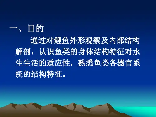 实验二鲤鱼解剖PPT课件