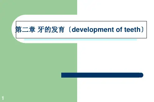 《牙的发育》幻灯片PPT