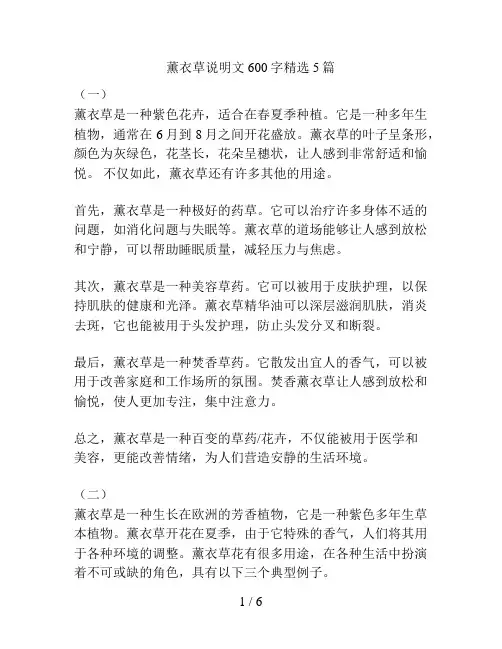 薰衣草说明文600字精选5篇