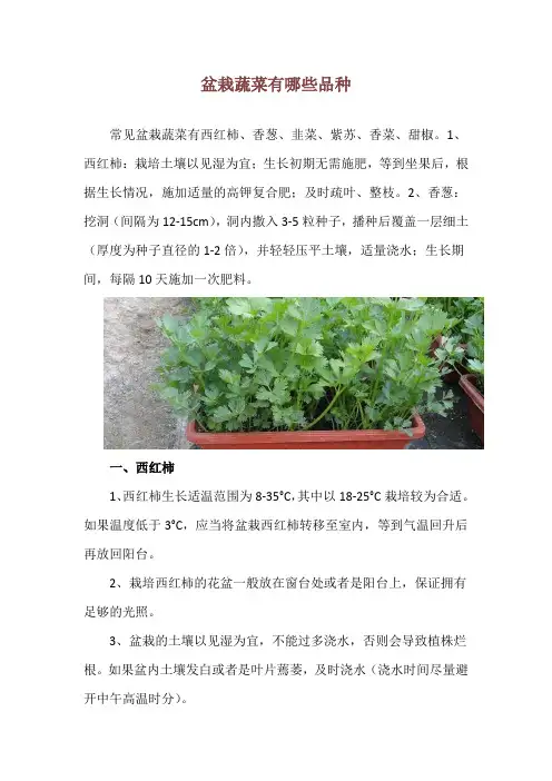盆栽蔬菜有哪些品种