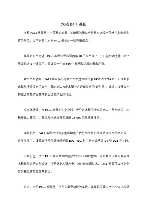 水稻pal1基因