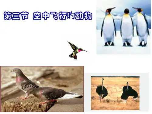 空中飞行的动物