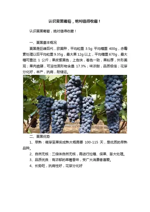 认识夏黑葡萄，绝对值得收藏！