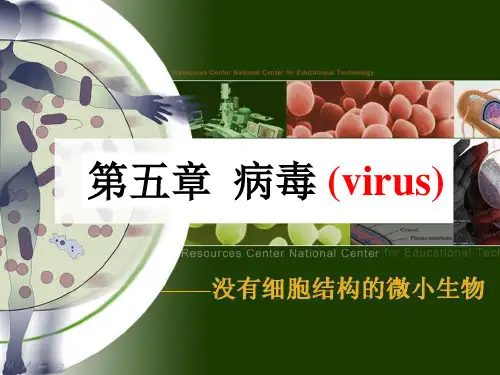 人教版初中生物八上 5.5  病毒 课件  (共47张PPT)优秀课件